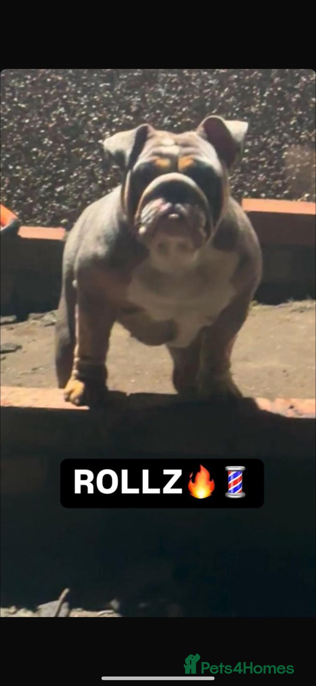 English Bulldog dogs for sale: English bulldog puppy  - Image 4