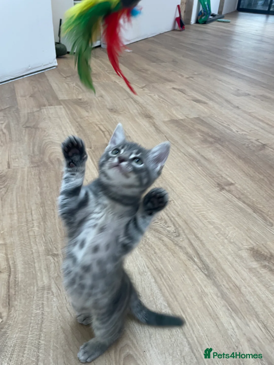 Bengal cats for sale: Bengal X READY NOW  - Advert 16