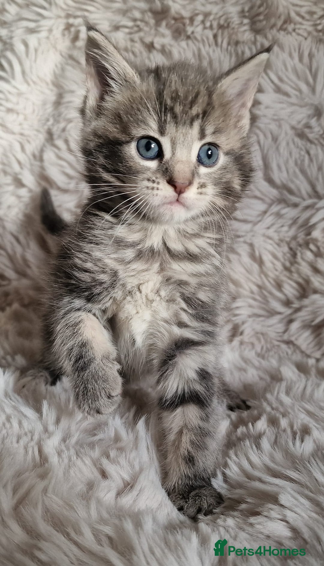Maine Coon cats for sale: MAINE COONE KITTENS POLYDACTYL&NON POLYDACTYL   - Advert 14