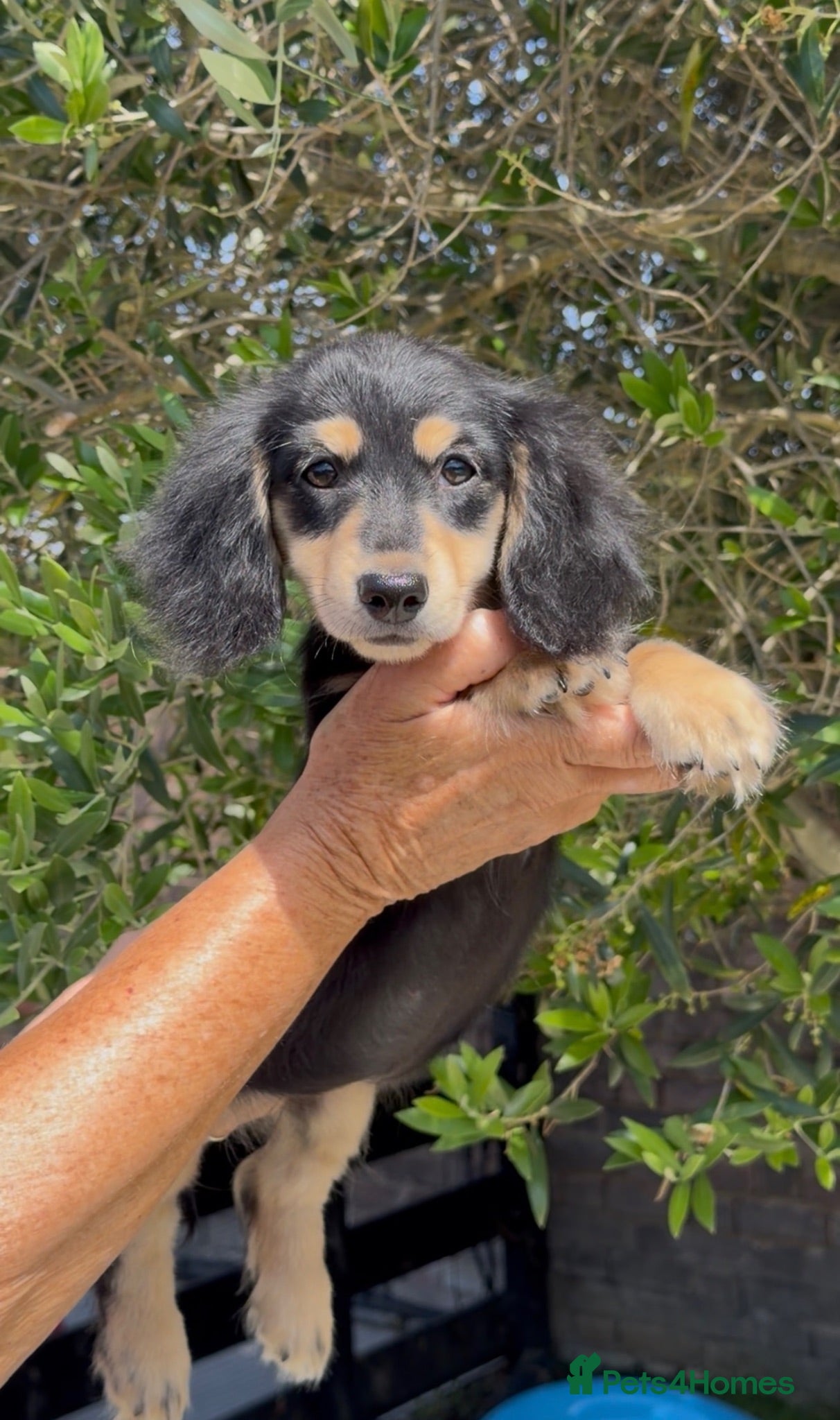 Miniature Dachshund dogs LONGHAIRED MINIATURE DACHSHUNDS  - Advert 1