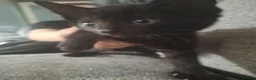 Mixed Breed cats for sale: Kittens for sale - Advert 6