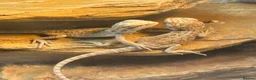 Bearded Dragon reptiles for sale: Baby Bearded Dragons. Visual Dunners & Hypos - Advert 33
