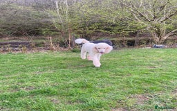 Standard Poodle dogs for sale: Female standard poodle puppies - Image 5