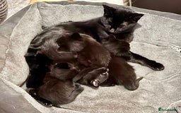 Ragdoll cats for sale: 4x black kitten - Image 1