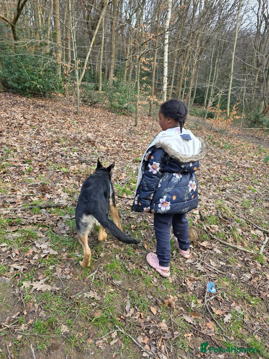 German Shepherd dogs for sale: German shepherd  in Leeds - Advert 5
