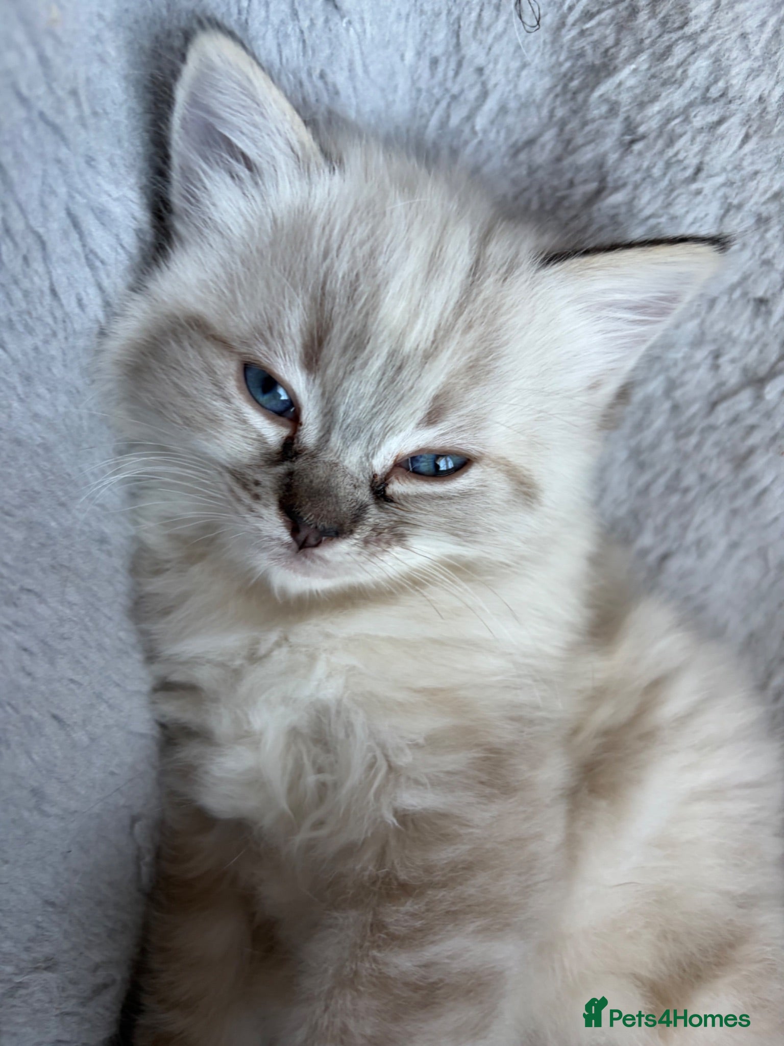 Ragdoll cats Gorgeous ragdoll girls! Only 2 left!  - Advert 1