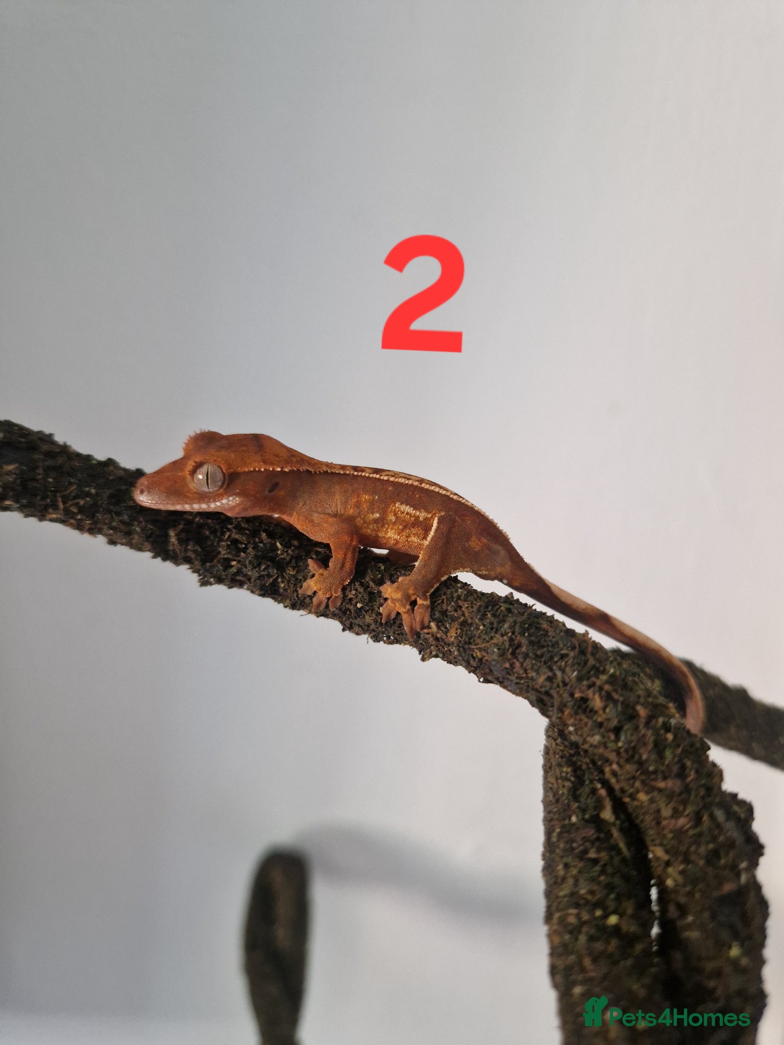 Gecko reptiles for sale: Juvenile crested geckos - Advert 5