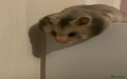 Hamster rodents for sale: Baby Syrian hamsters🐹  - Advert 6