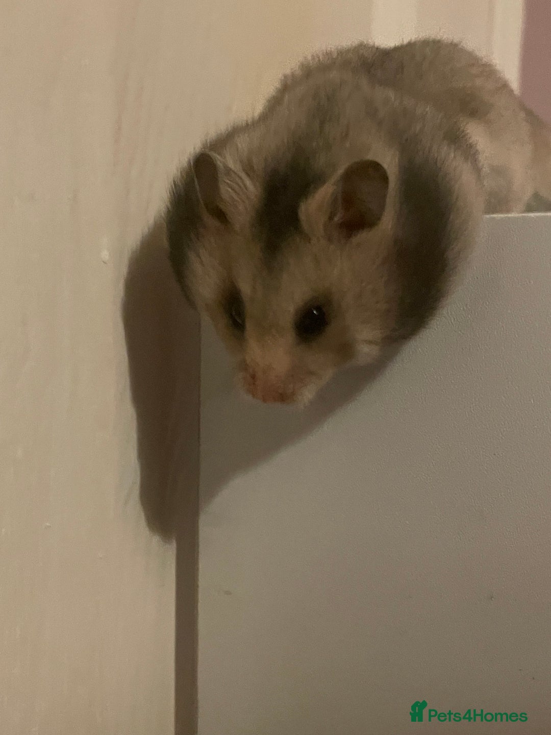 Hamster rodents for sale: Baby Syrian hamsters🐹  - Advert 6