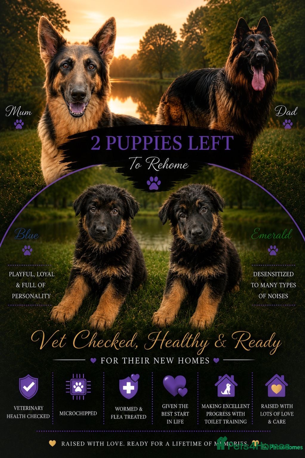 German Shepherd dogs 2 healthy straight back KC registered male GSP's  - Advert 1