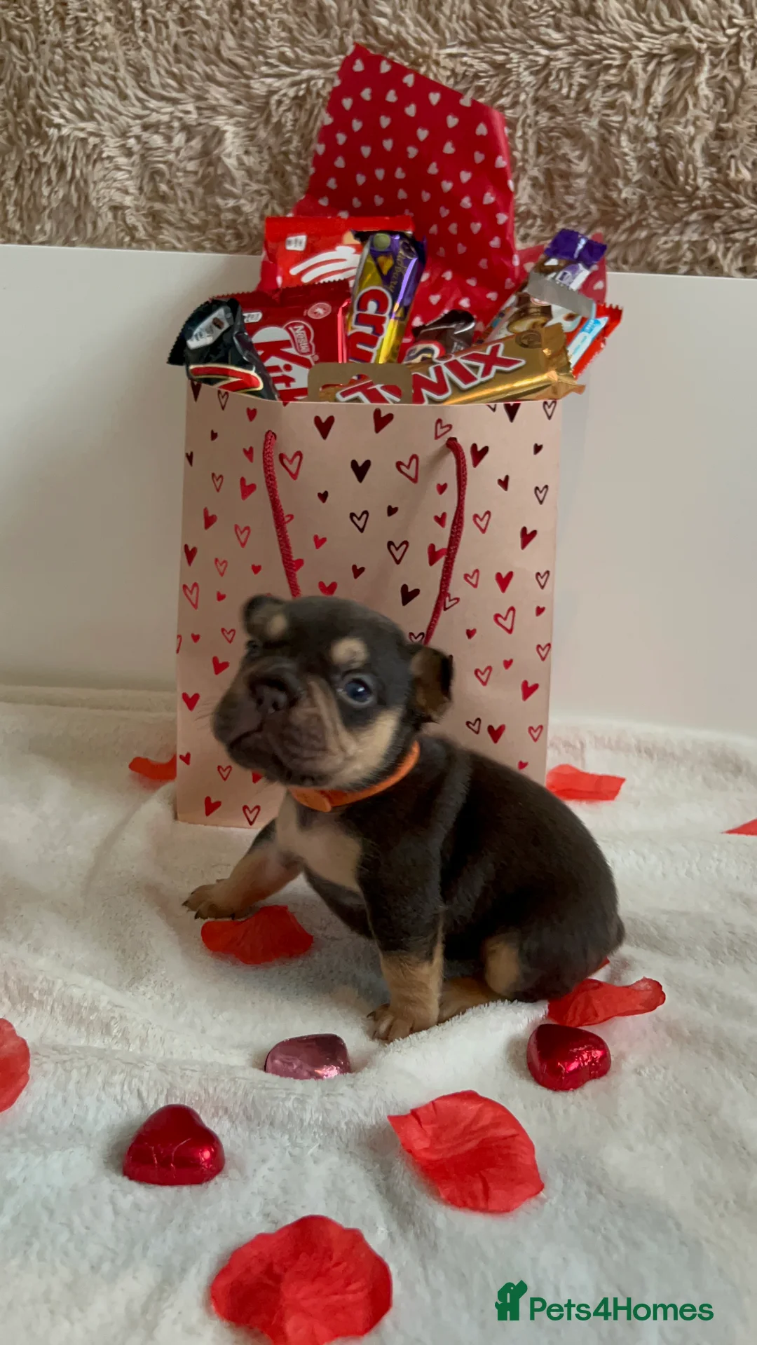 French Bulldog dogs for sale:  ** French Bulldogs in Chocolate & Tan and Rojo - Advert 4