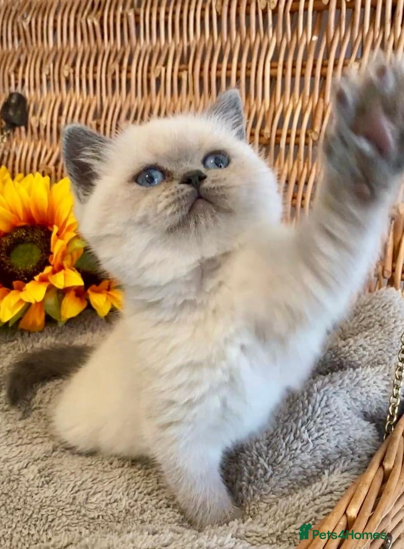 British Shorthair cats RARE SEAL LYNX PURE BRED BSH TEDDY BEARS - Advert 11