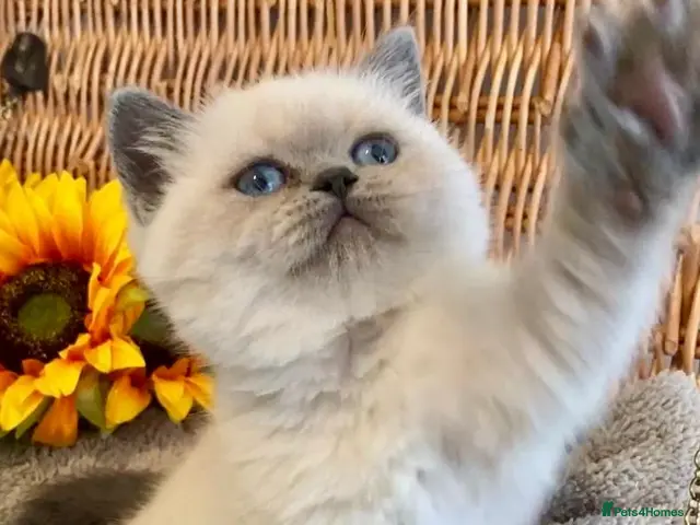 British Shorthair cats RARE SEAL LYNX PURE BRED BSH TEDDY BEARS - Advert 11