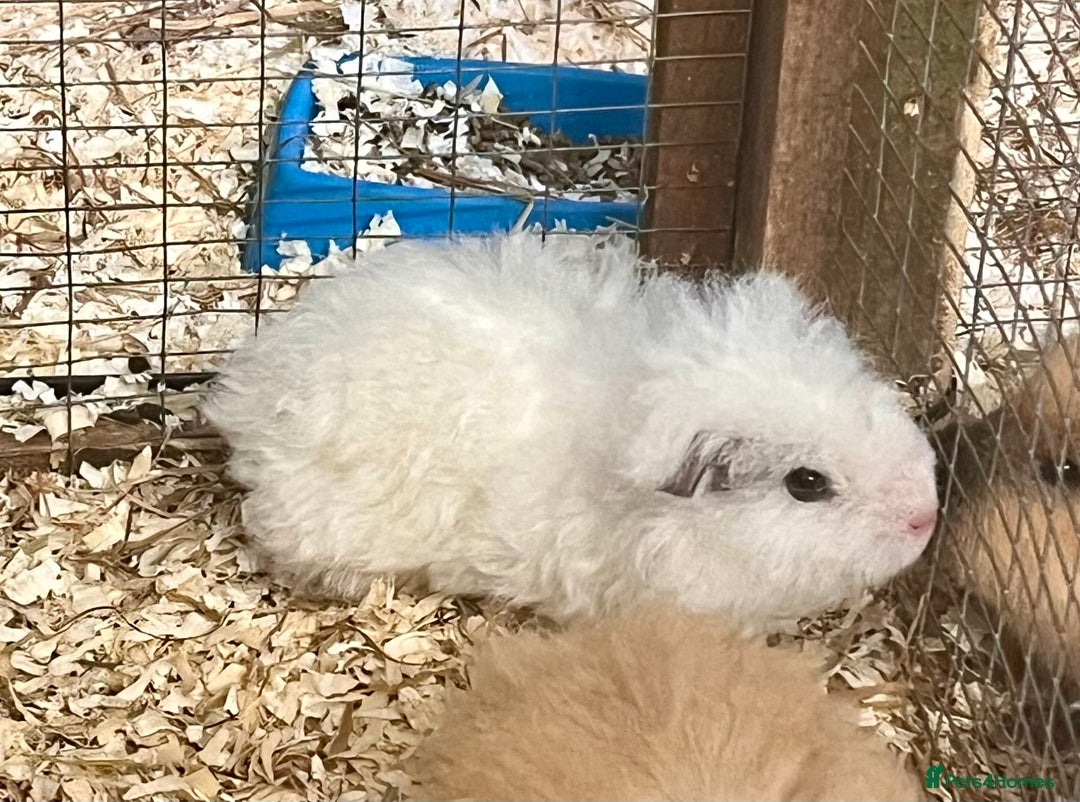 Guinea Pig rodents for sale: Texel, Lunkarya and Swiss boys available - Advert 8