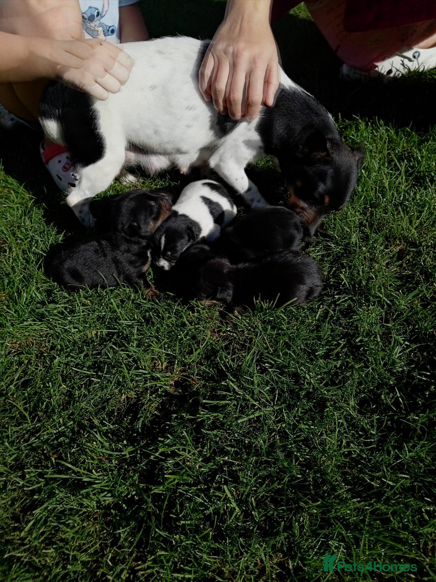 Jack Russell dogs 5 Beautiful Jack Russell Puppies FOR SALE - Advert 18