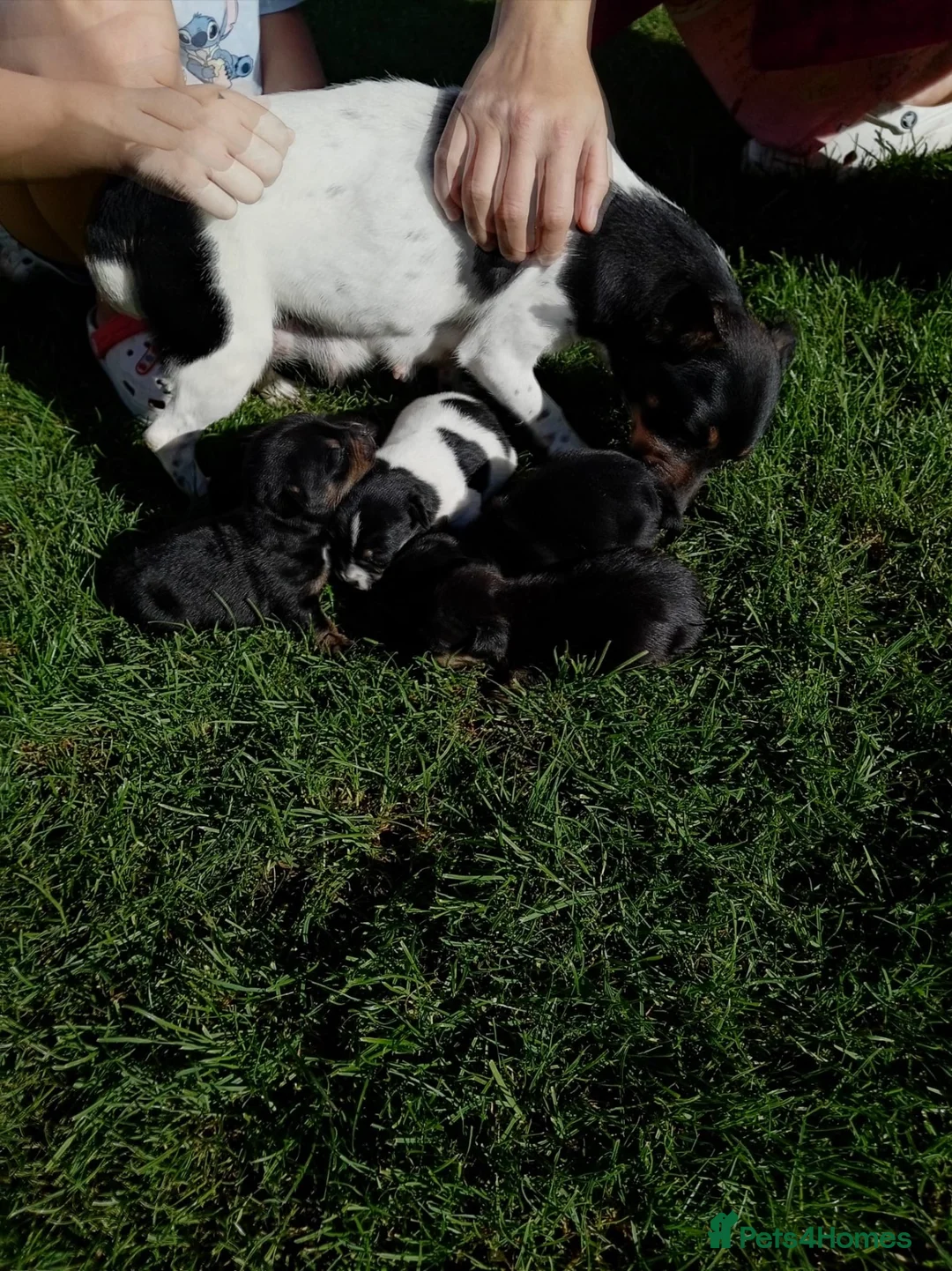 Jack Russell dogs for sale: 5 Beautiful Jack Russell Puppies FOR SALE in Slough - Advert 1