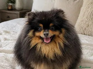 Pomeranian dogs Black and cherry tan Pomeranian stud - Advert 4