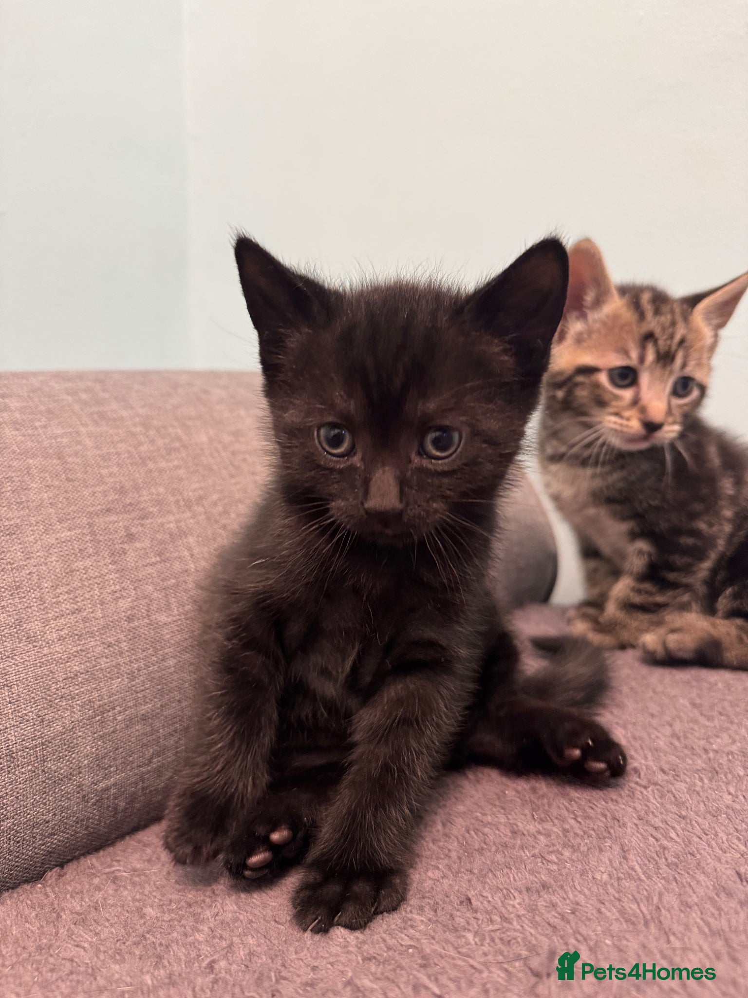 Mixed Breed cats for sale: Adorable Kittens Looking for Loving Homes 🐾 - Advert 6