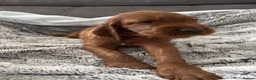Irish Setter dogs for sale: KC registered Irish Setter puppies Bexhill-on-Sea - Advert 7
