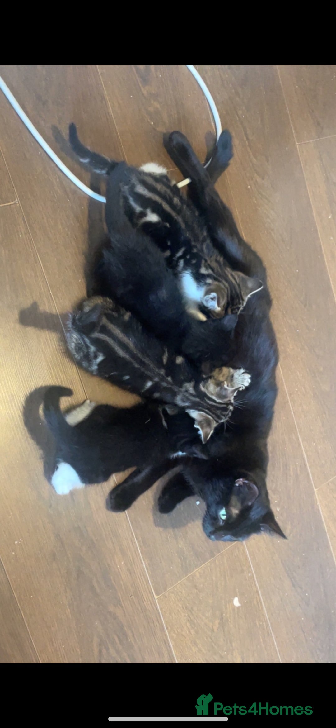 Mixed Breed cats for sale: 4 lovely male kittens - Advert 10