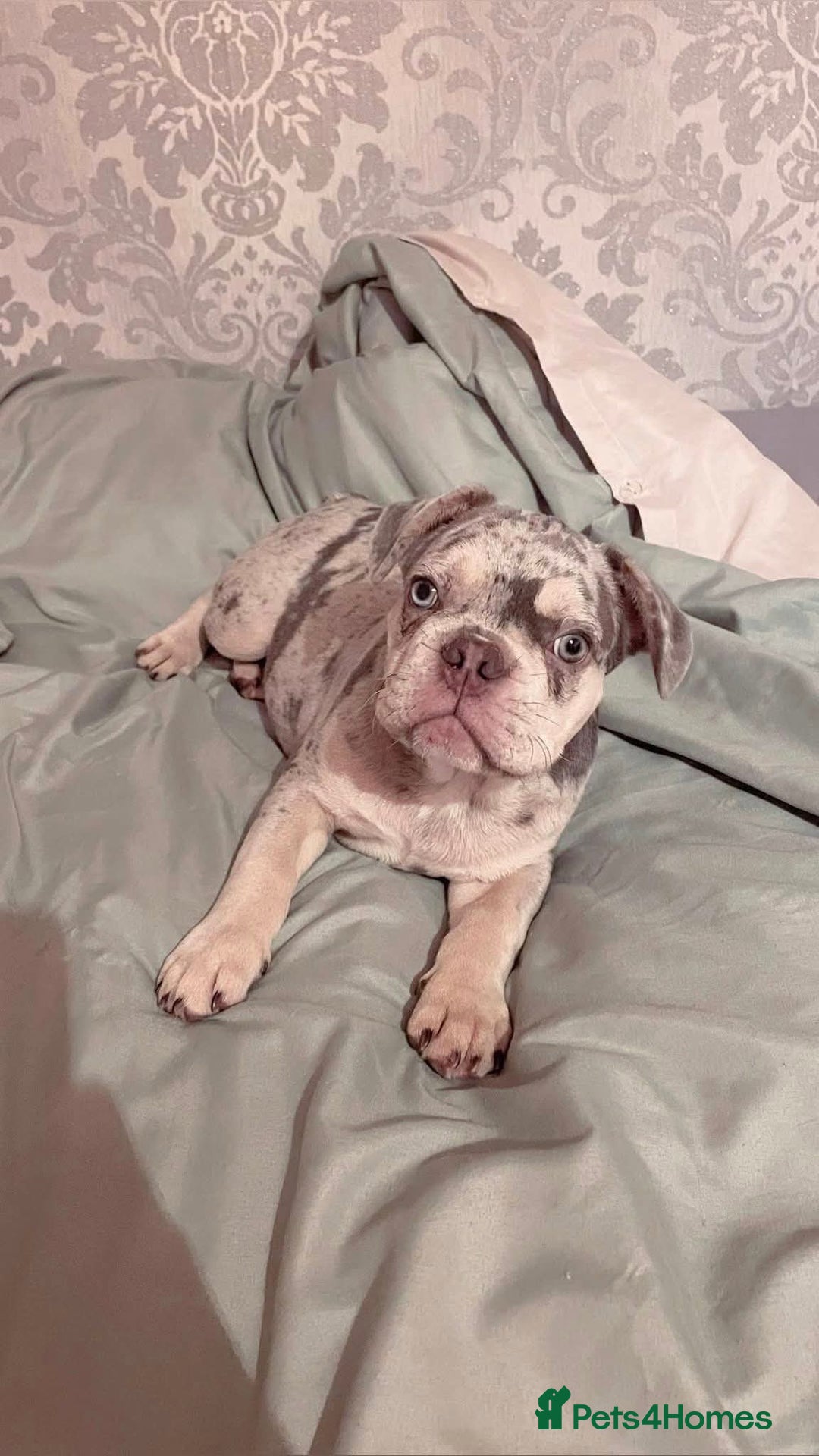 French Bulldog dogs for sale: Frenchie for sale - Advert 5