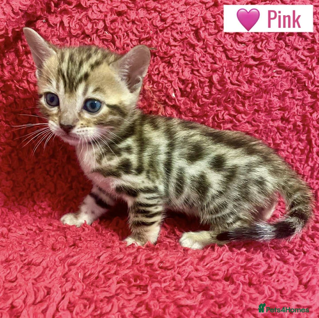 Bengal cats for sale: Beautiful Bengal Kittens  - Image 25