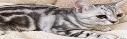 British Shorthair cats for sale: Stunning Silver BSH Kittens GCCF Champion Lines - Advert 19