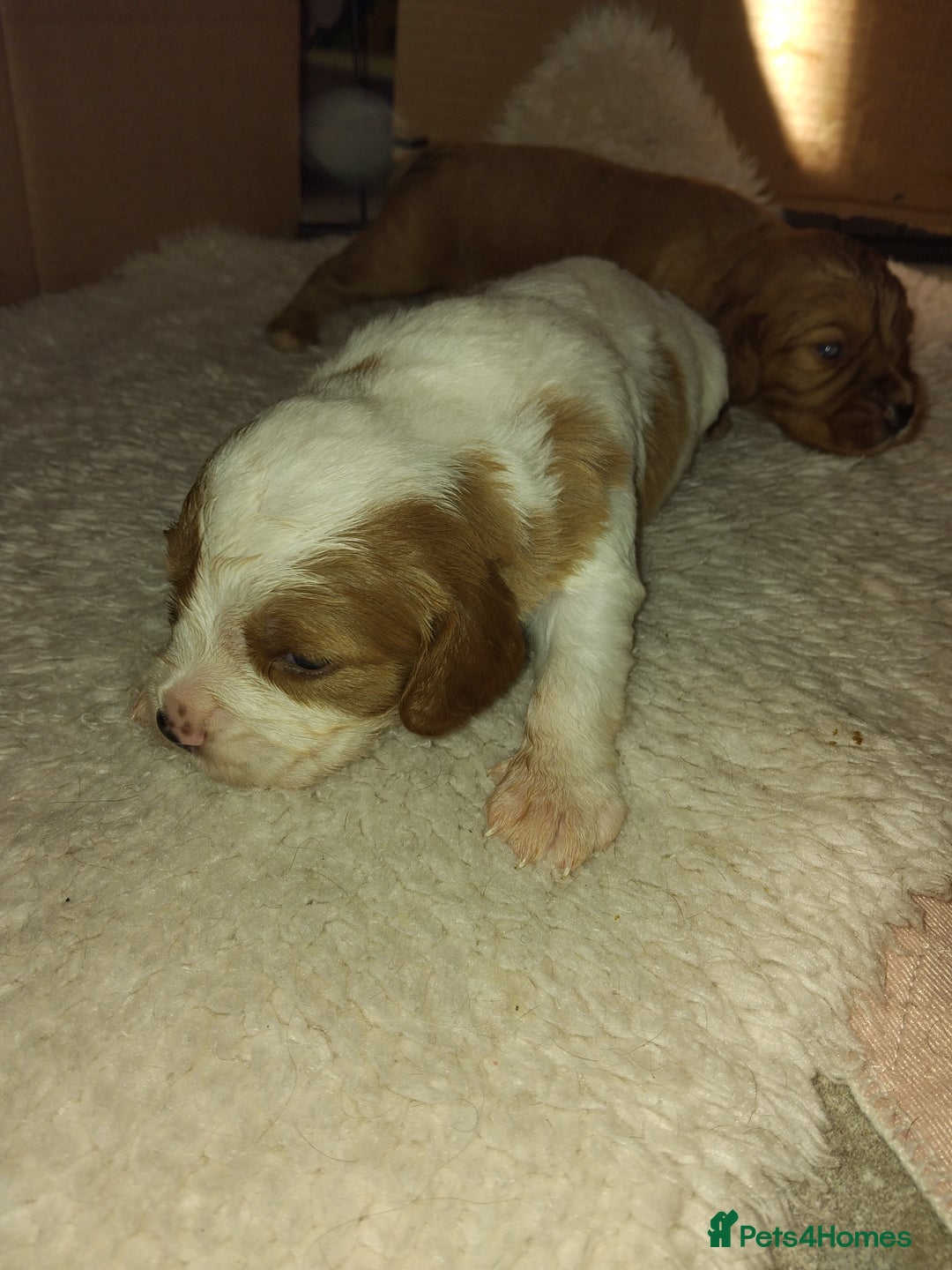 Cockalier dogs for sale: Cockerliers  f1 health tested parents - Image 11