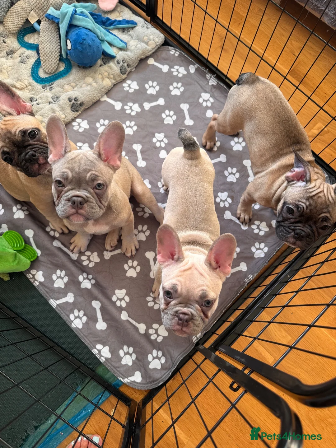 French Bulldog dogs for sale: KC French Bulldog Boys – Fully Vaccinated - Advert 18