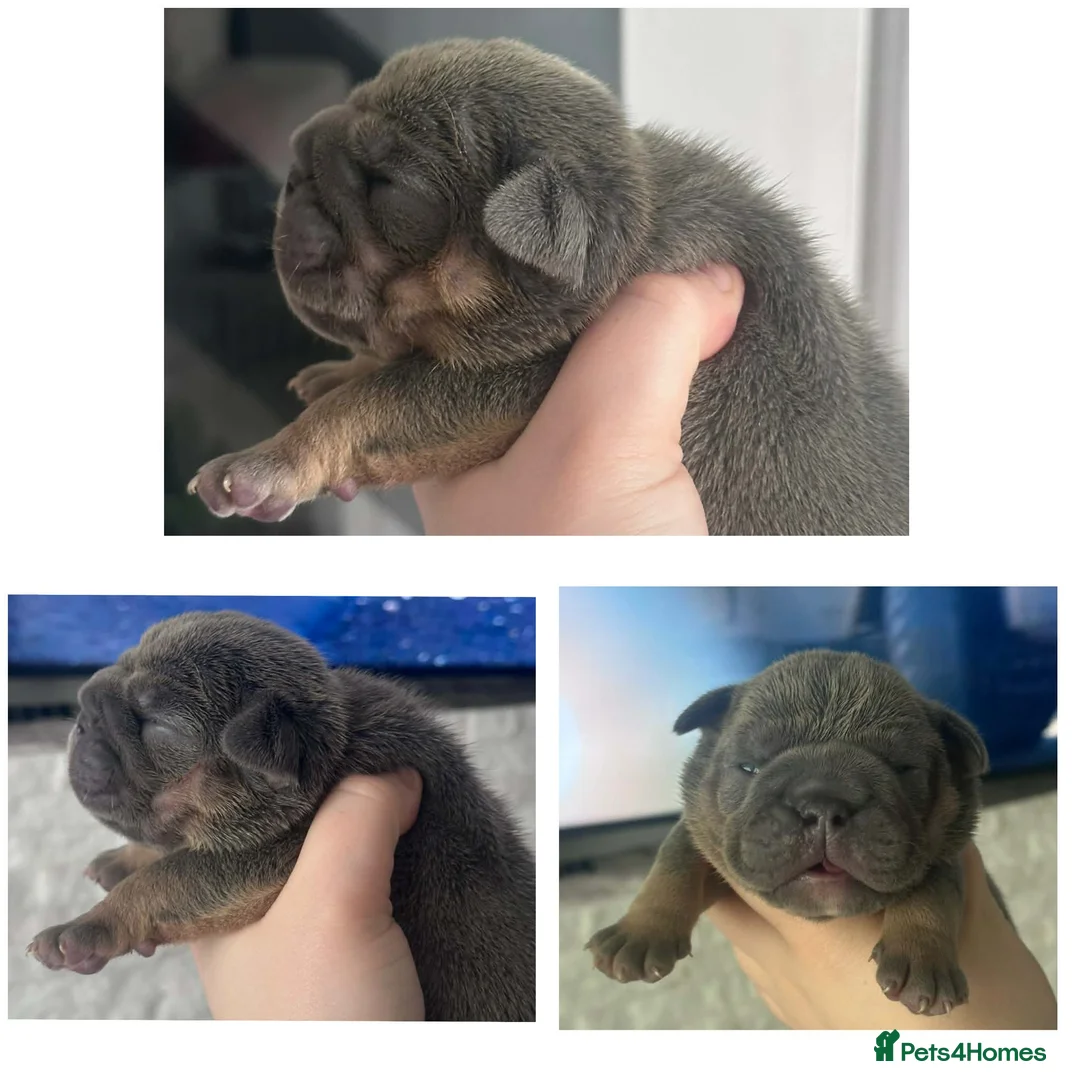 English Bulldog dogs for sale: Stunning kc registered English bulldogs  - Advert 4
