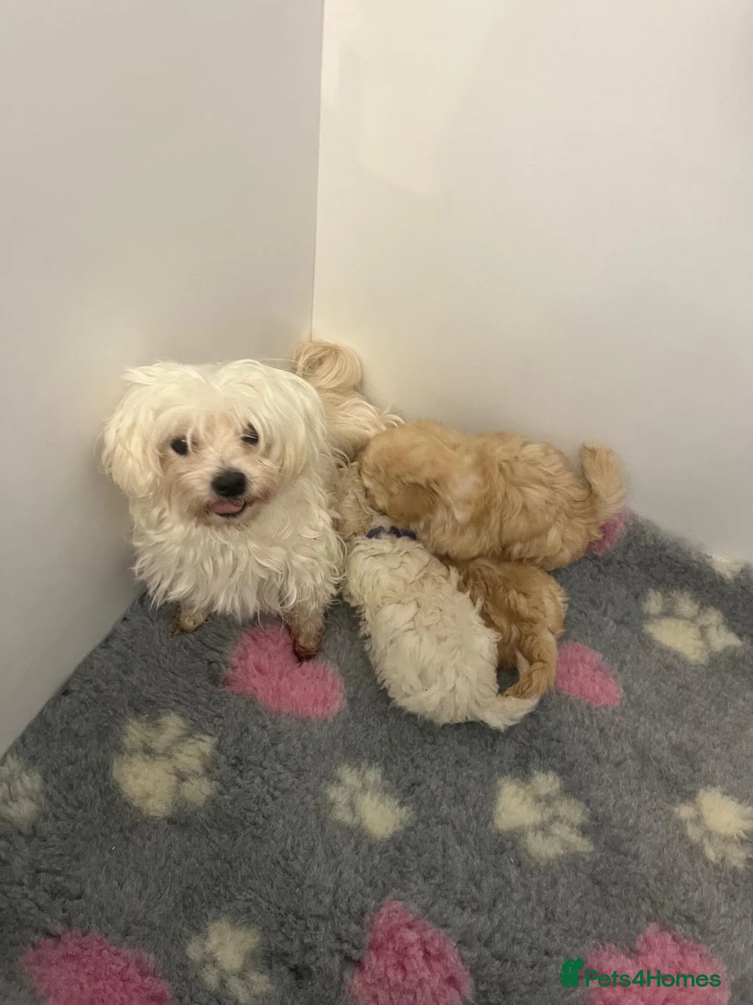 Maltipoo dogs for sale: 🤩 4 stunning f1 Maltipoo 🤩 - Advert 7