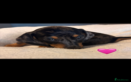 Dachshund dogs for sale: Miniature dachshunds puppies - Image 6