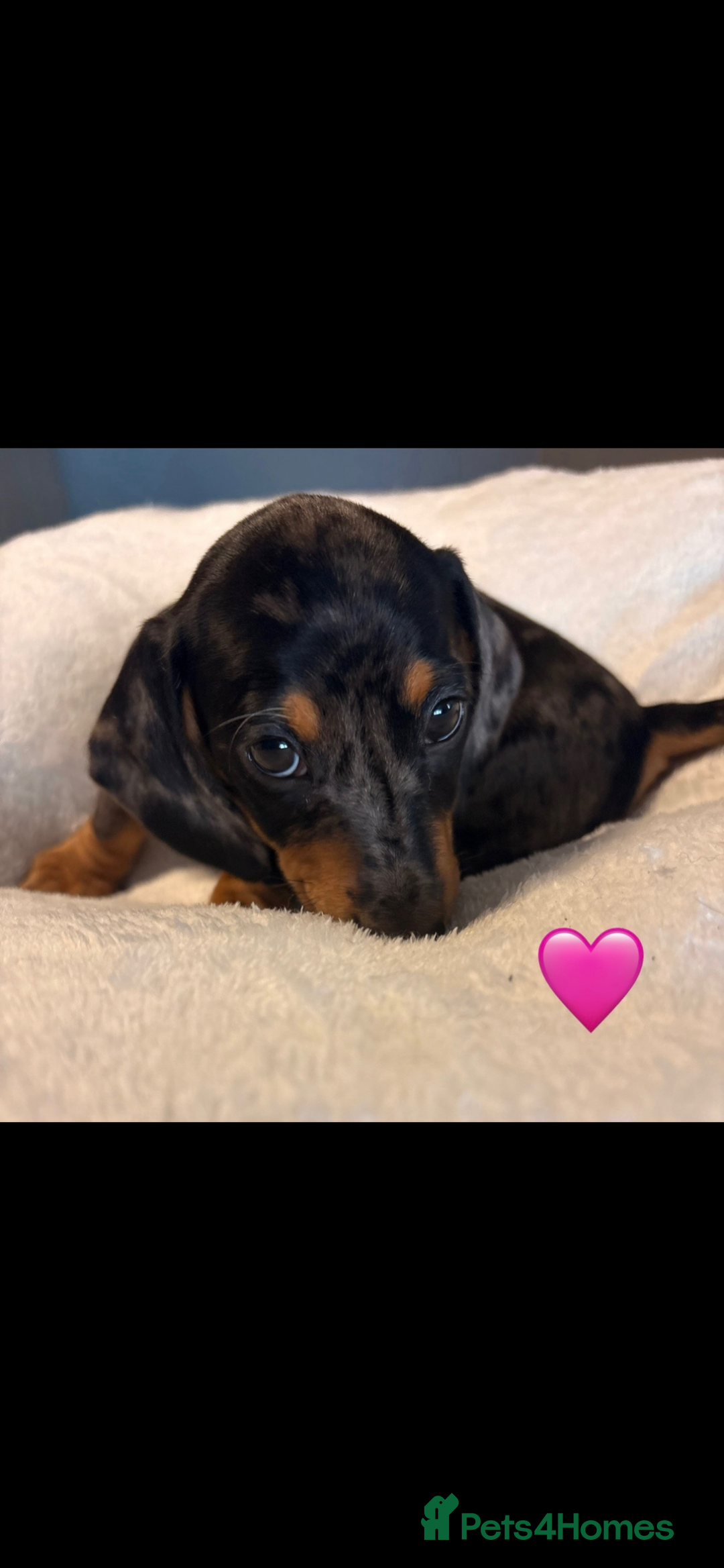 Dachshund dogs for sale: Miniature dachshunds puppies - Image 6