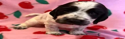 Cocker Spaniel dogs for sale: Beautiful show cocker spaniel puppy’s for sale  in Liverpool - Advert 12