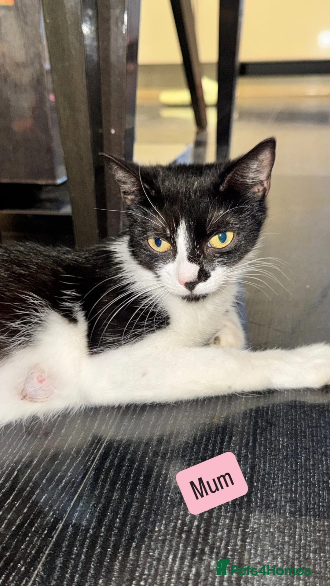 Mixed Breed cats for sale: Beautiful mixed breed blue eyes kittens - Advert 11