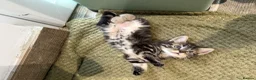 Mixed Breed cats for sale: 5 kittens for sale  - Advert 3