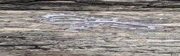 Corn Snake reptiles for sale: Pied cornsnake baby  - Advert 2