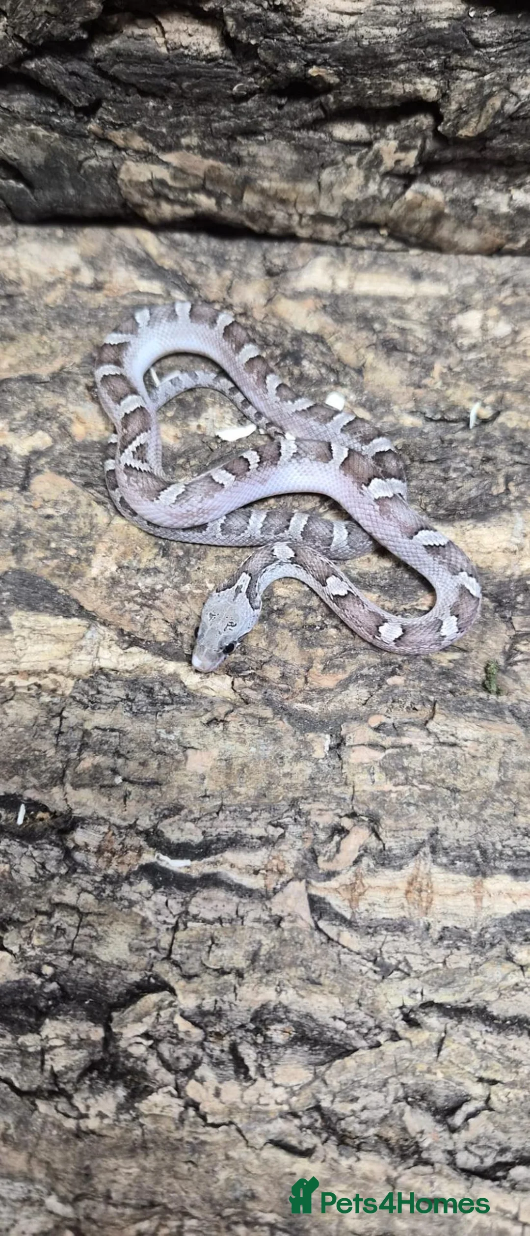 Corn Snake reptiles for sale: Pied cornsnake baby  - Advert 2
