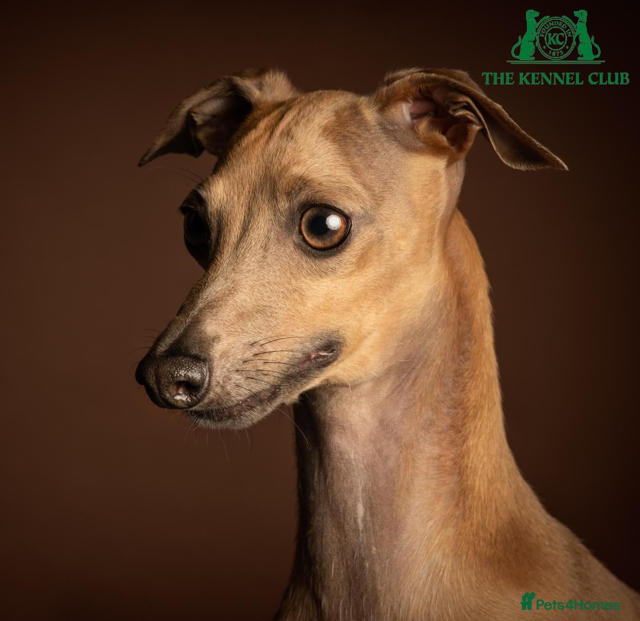 Italian Greyhound dogs Kc registered Italian greyhound pups  - Advert 6