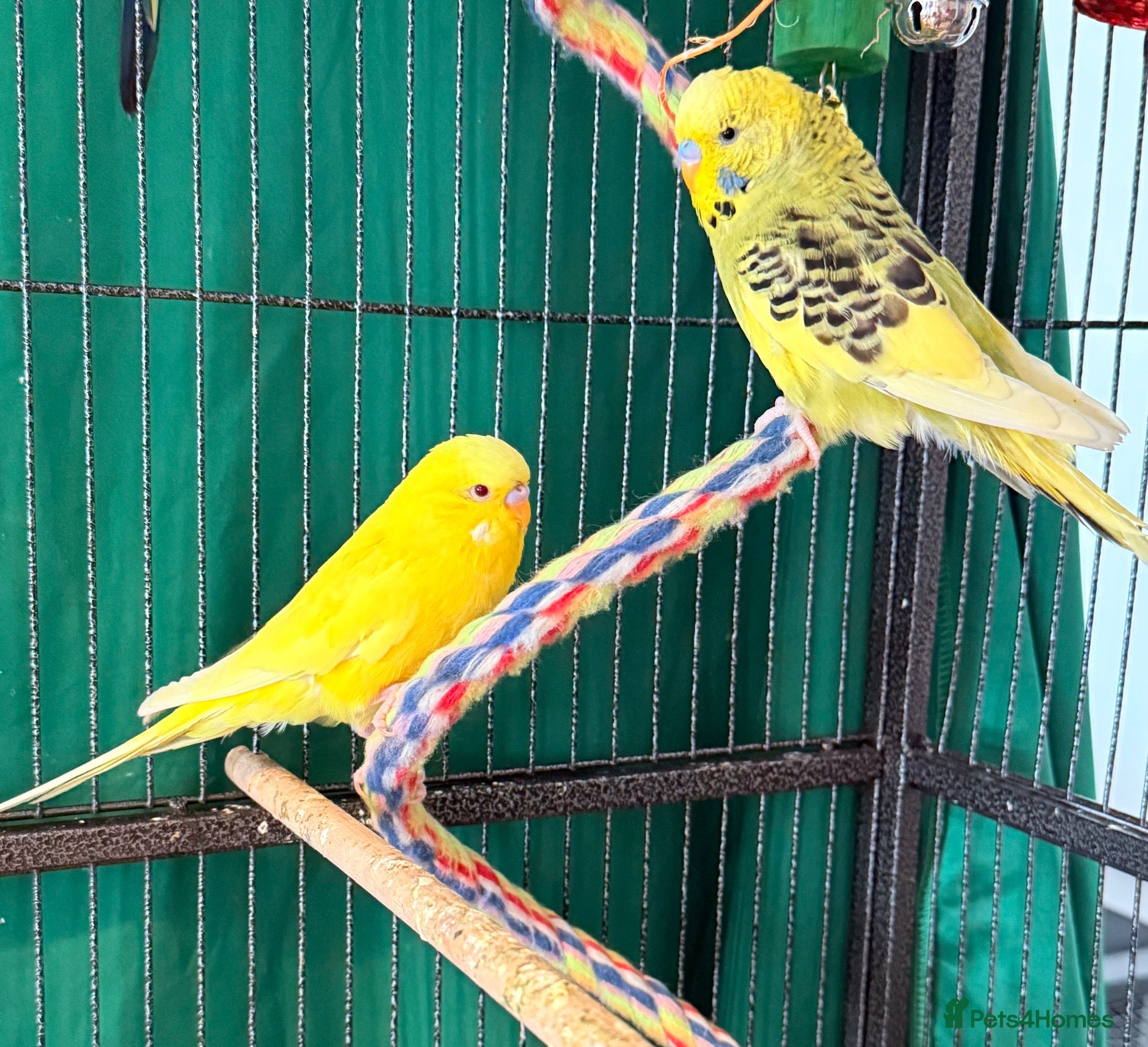 Budgerigars birds Young budgies males & females (please read ad)   - Advert 1