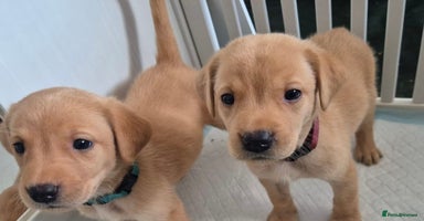 Labrador Retriever dogs - Advert 7