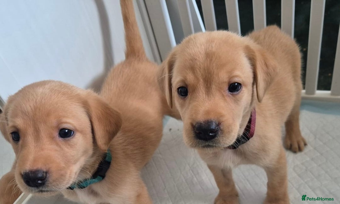 Labrador Retriever dogs for sale: Beautiful KC registered Labrador puppies - Image 7