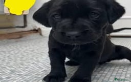 Labrador Retriever dogs for sale: Labrador Puppies for sale in London -KC registered - Image 6