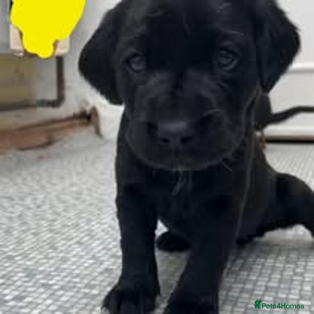 Labrador Retriever dogs for sale: Labrador Puppies for sale in London -KC registered - Image 6