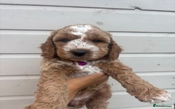 Cockapoo dogs for sale: 🐾 Gorgeous cockapoo puppies🐾 - Image 6