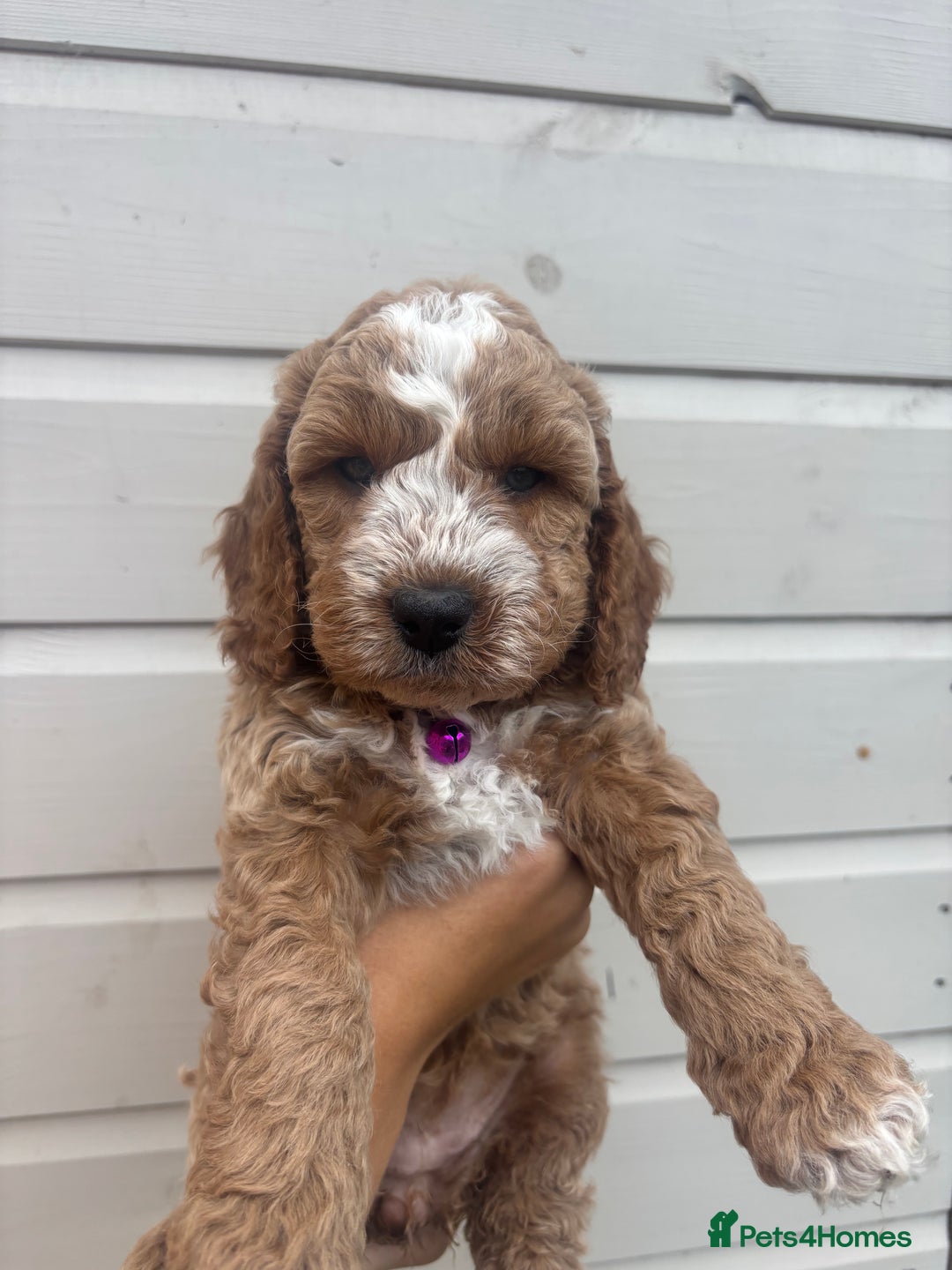 Cockapoo dogs for sale: 🐾 Gorgeous cockapoo puppies🐾 - Image 6