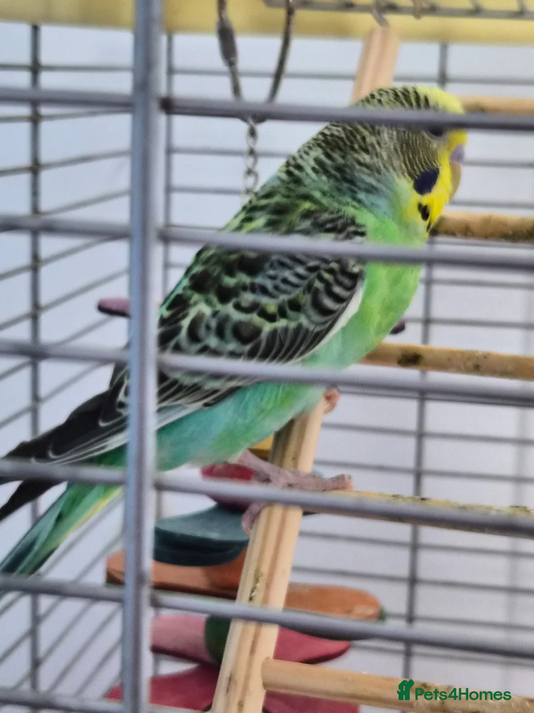 Budgerigars birds for sale: Two male budgies and cage - Advert 8