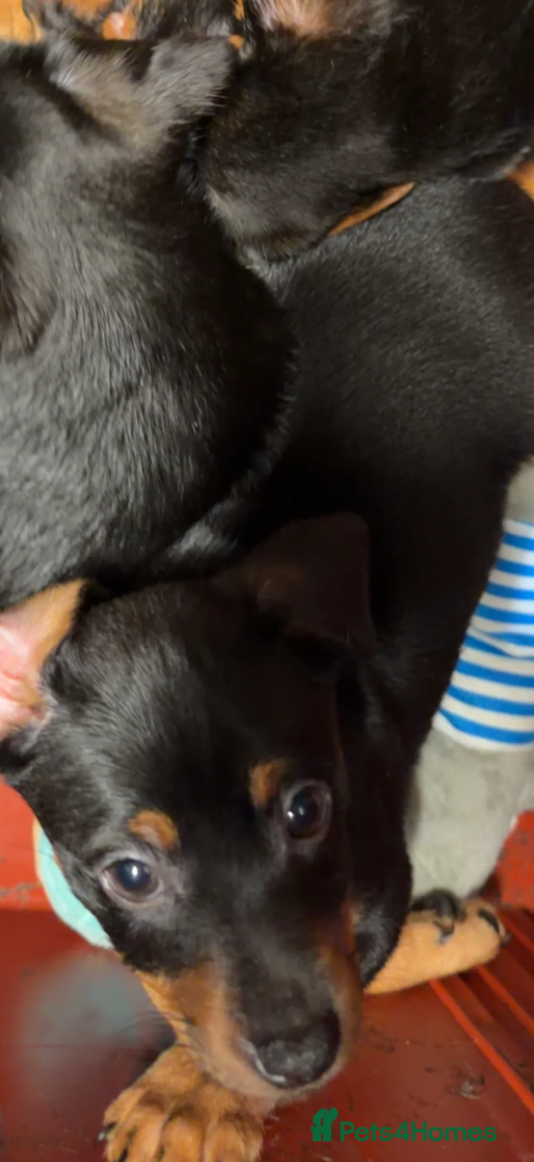 Jack Russell dogs for sale: 2 Male Jack Russell Puppy’s Available in Banchory - Advert 2
