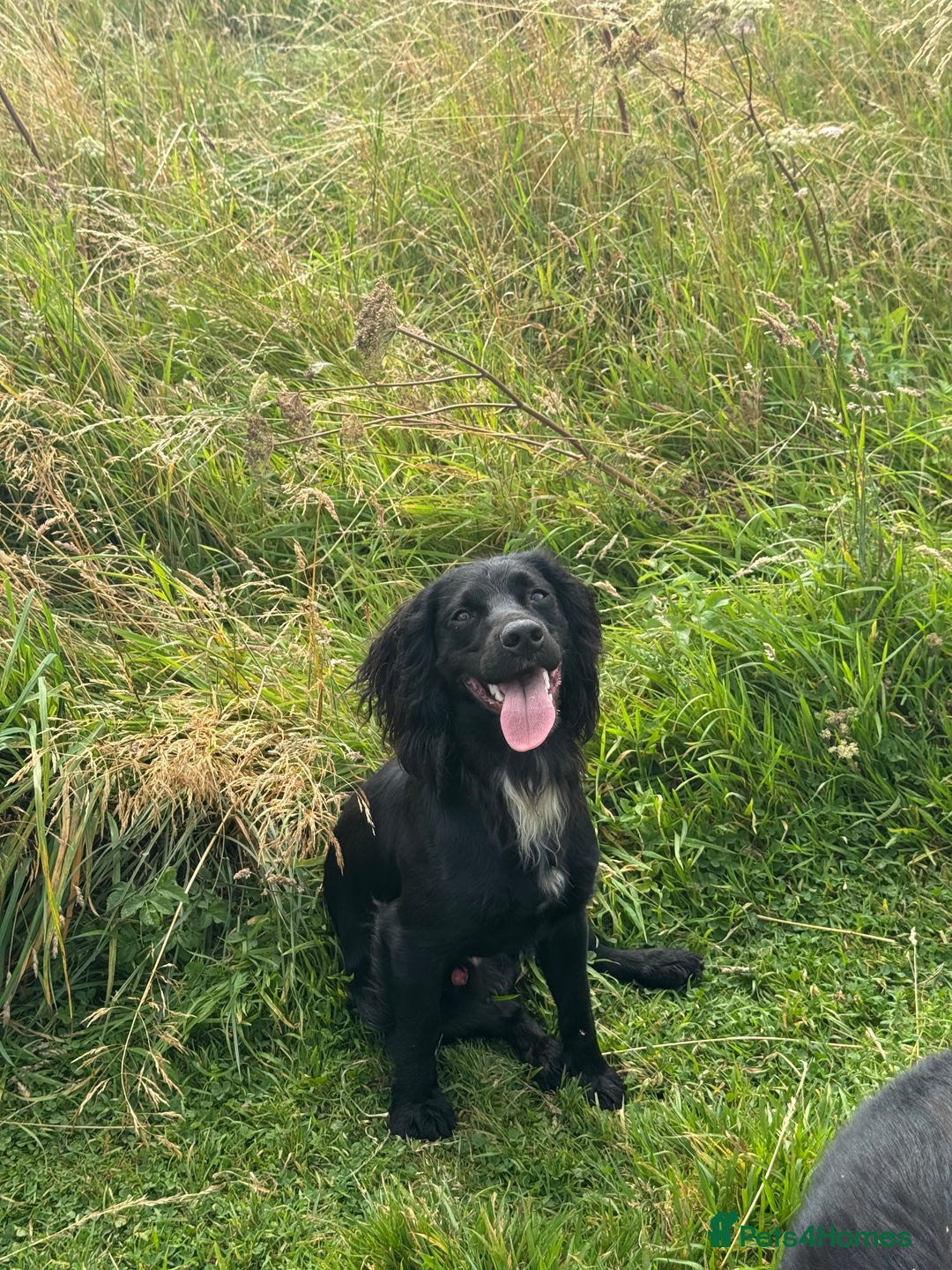 Cocker Spaniel dogs for stud: Tweed ready for Stud - Advert 4
