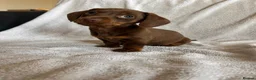 Miniature Dachshund dogs for sale: Gorgeous little dachshund puppies - Advert 6